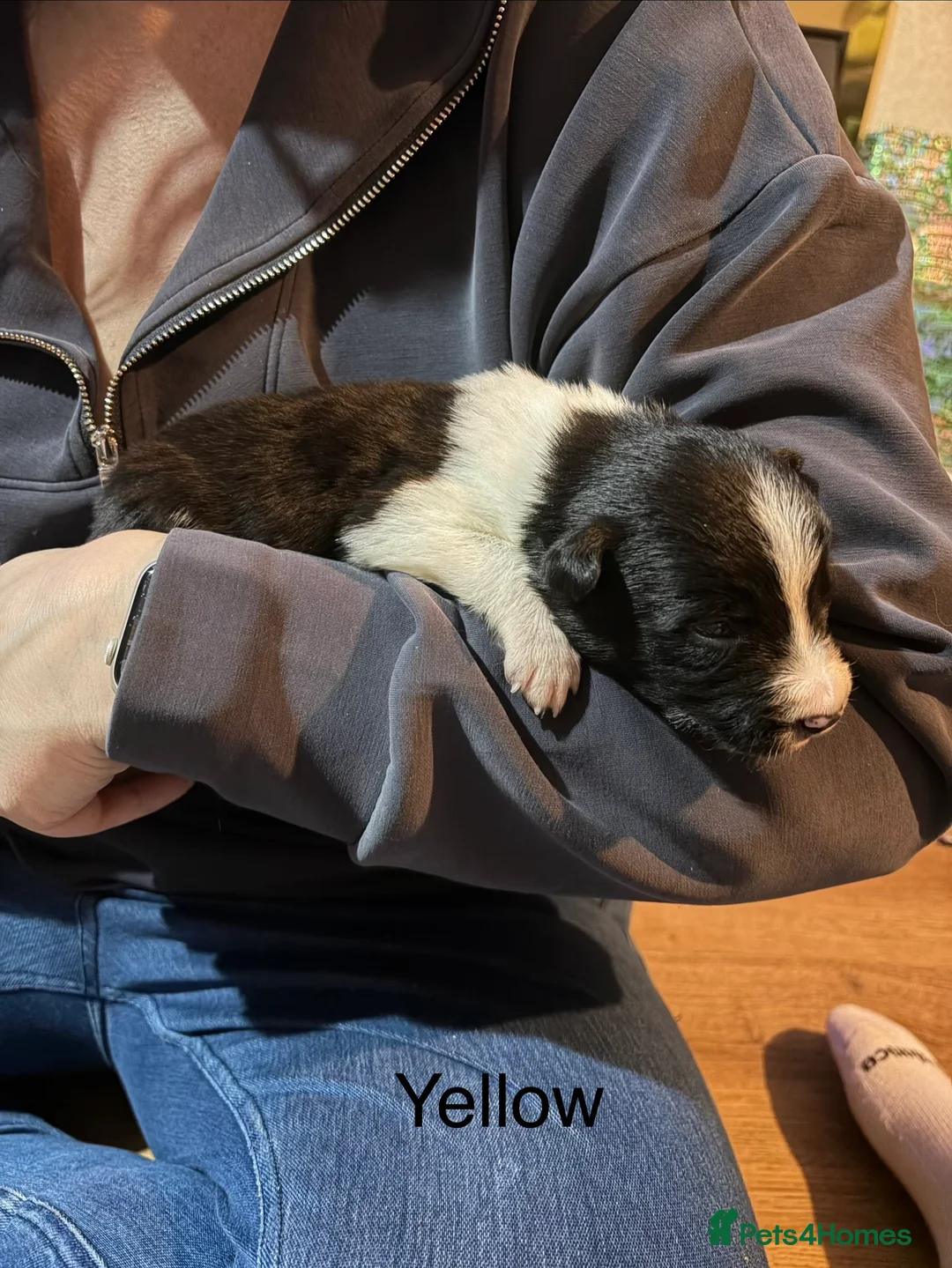 Border Collie dogs for sale: ONLY ONE BOY REMAINING (READY TO GO TUE) - Advert 27