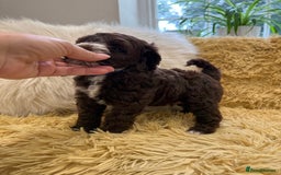 Mixed Breed dogs for sale: Mega Coated Schnockerpoo puppies - Image 29