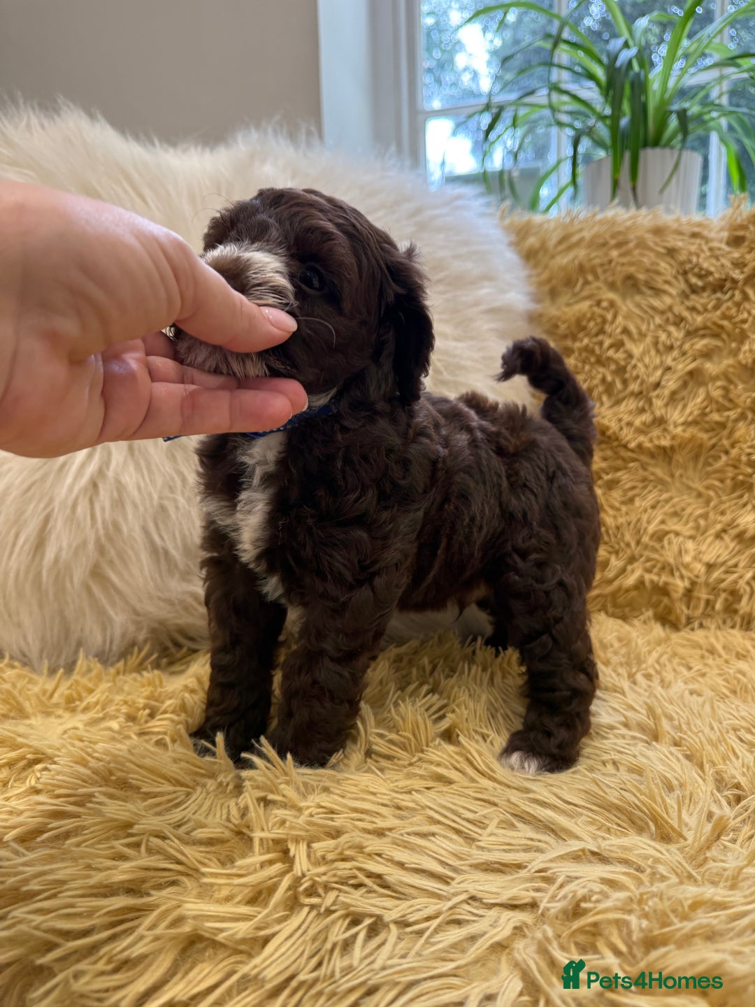 Mixed Breed dogs for sale: Mega Coated Schnockerpoo puppies - Image 29