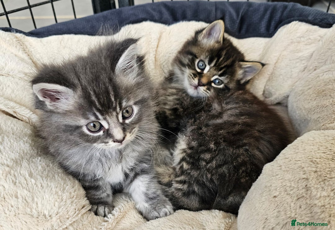 Maine Coon cats for sale: 2 stunning 3/4 Maine Coon boys - Image 7