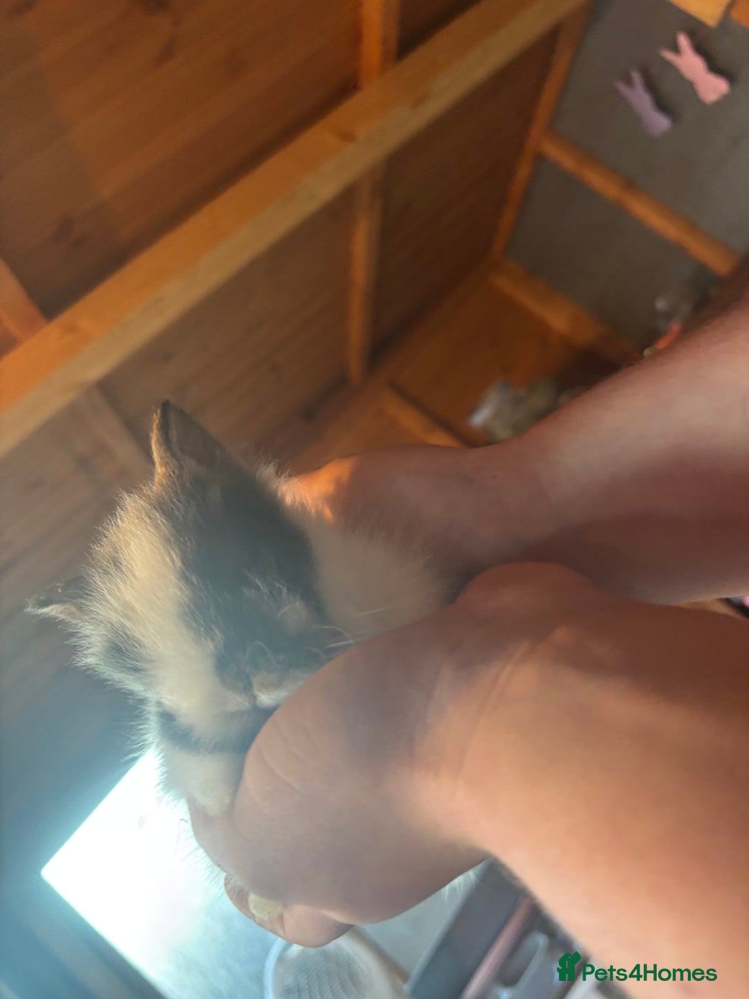 Lionhead rabbits for sale: Lion head bunnies available 🐰 - Advert 22