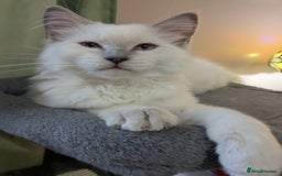 Ragdoll cats for sale: 💛*GCCF Registered *💛Pedigree Ragdoll kittens - Image 14