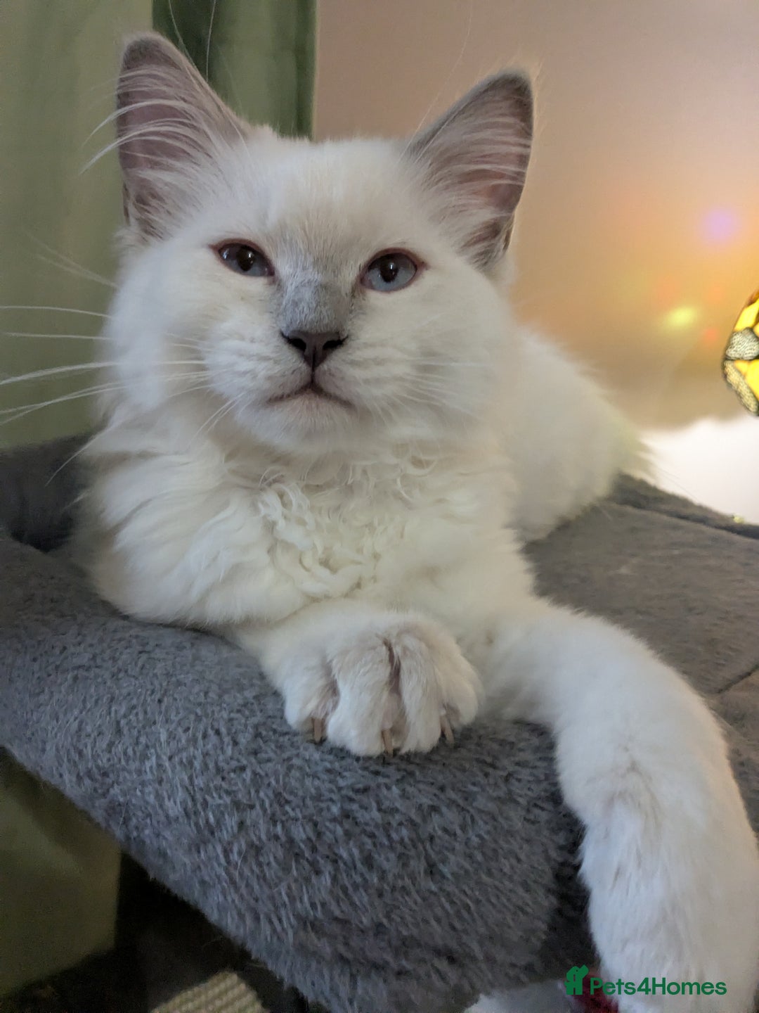 Ragdoll cats for sale: 💛*GCCF Registered *💛Pedigree Ragdoll kittens - Image 14