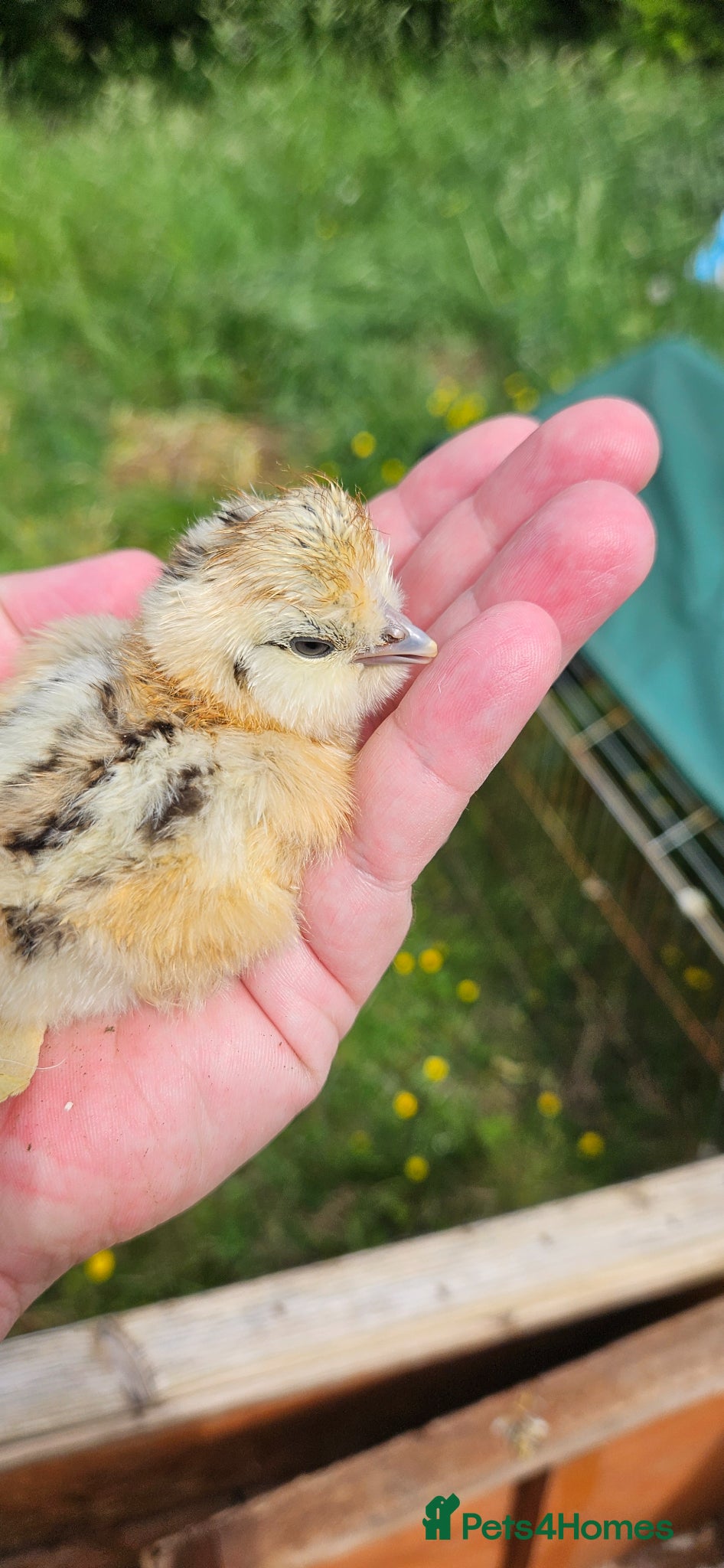 Chickens poultry Silkie chicks for sale mixed colours - Advert 15