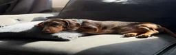 Miniature Dachshund dogs for stud: Miniature dapper dachshund  in Derby - Advert 4