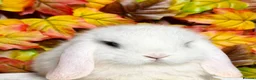 Mini Lop rabbits for sale: Quality Mini Lop girls ready now (Super tame) - Advert 11