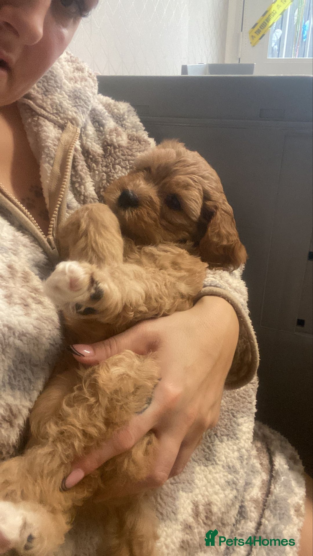 Mixed Breed dogs for sale: Beautiful female available ready to leave 1st nov - Image 31