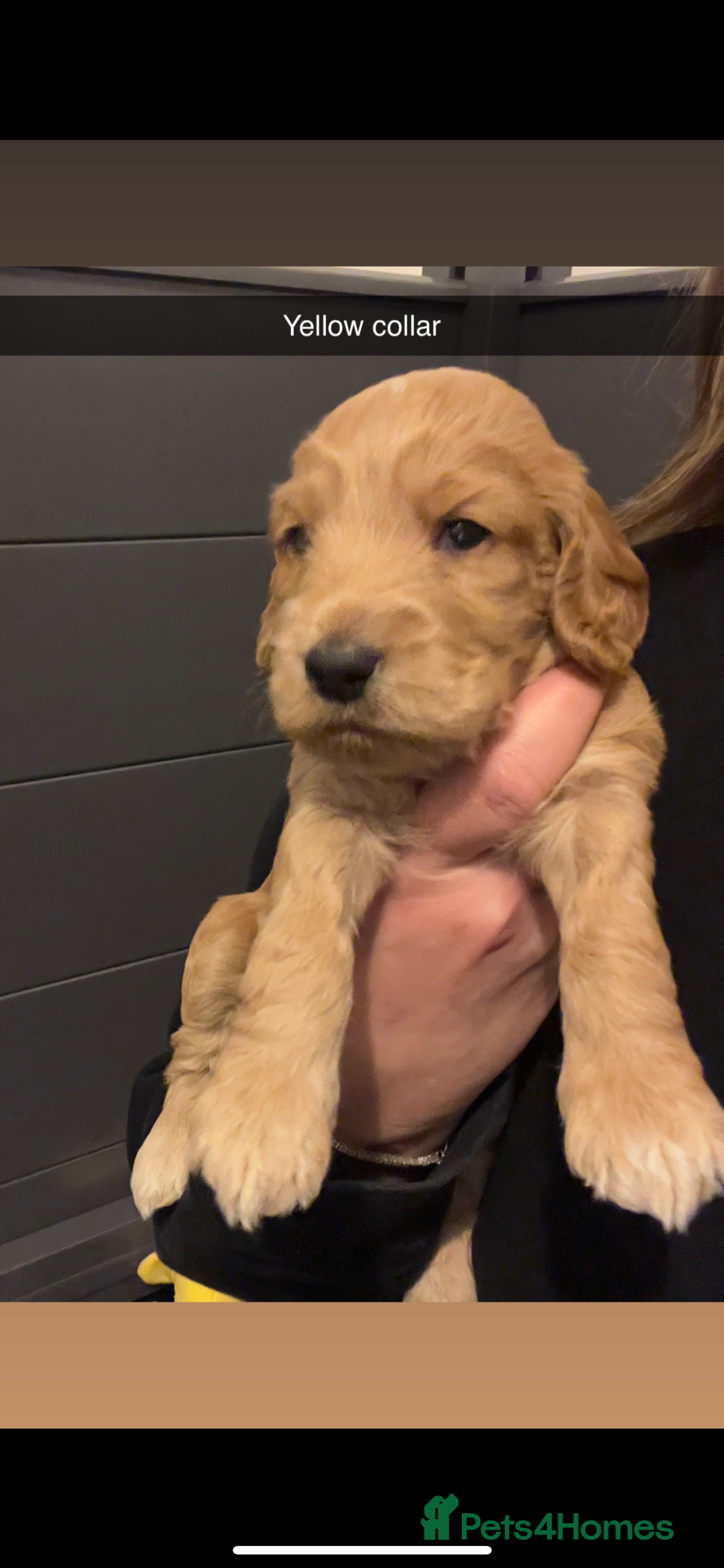 Cockapoo dogs for sale: F1b cockapoo puppies  - Advert 3