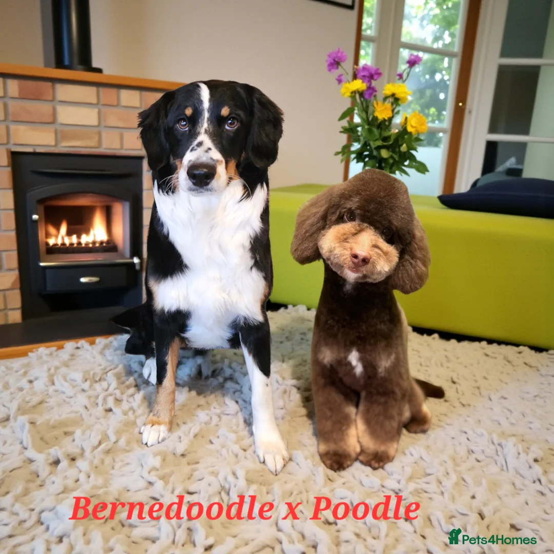 Bernedoodle dogs for sale: Stunning Bernedoodles💕DNA Health Tested Parents ! - Advert 17