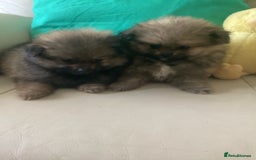 Pomeranian dogs for sale: READY NOW! kc reg STUNNING Pomeranian puppies  - Image 22