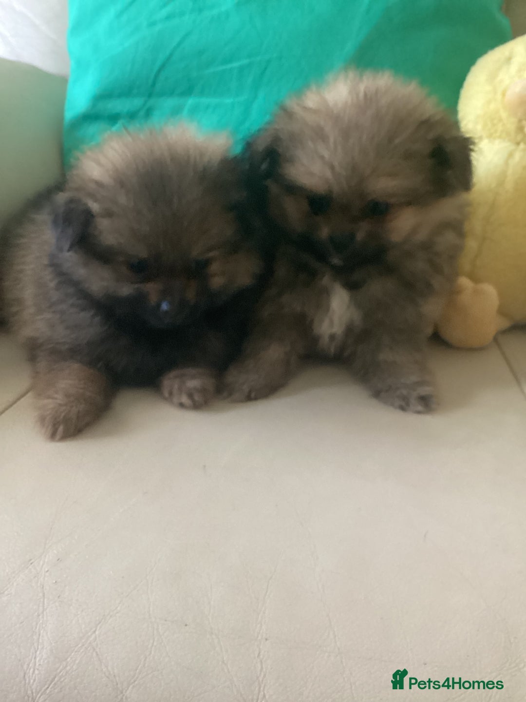 Pomeranian dogs for sale: READY NOW! kc reg STUNNING Pomeranian puppies  - Image 22