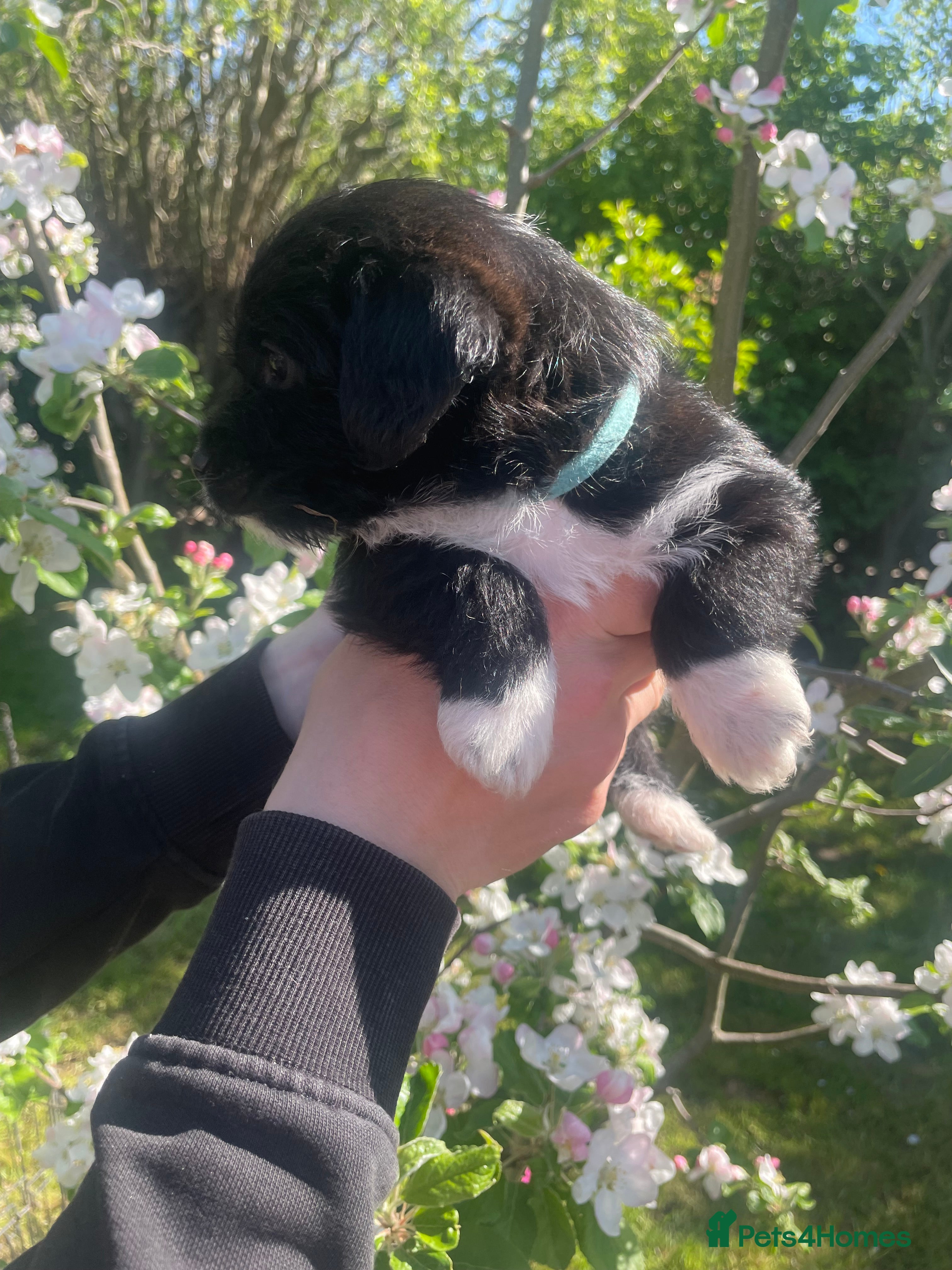 Jackapoo dogs 🏆🥇 Beautiful Jackapoo puppies 🥇🏆 - Advert 11