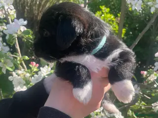 Jackapoo dogs 🏆🥇 Beautiful Jackapoo puppies 🥇🏆 - Advert 11