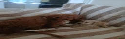 Toy Poodle dogs for sale: Toy poodle puppys - Advert 7