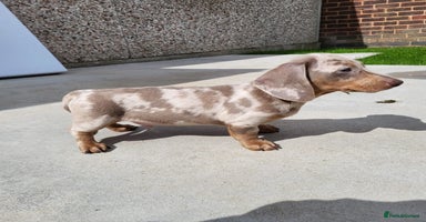 Miniature Dachshund dogs - Advert 6