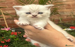 Scottish Fold cats for sale: 🆘🆘READY!🆘🆘Scottish shorthair  - Image 16