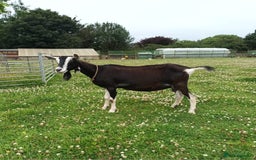 Goats livestock for sale: British Alpine Dairy Goat - Image 1