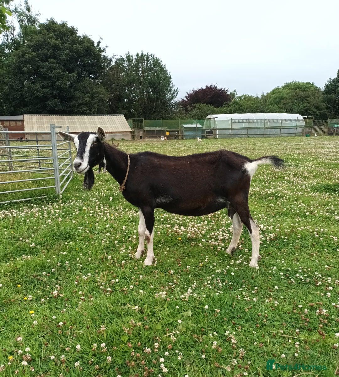 Goats livestock for sale: British Alpine Dairy Goat - Image 1