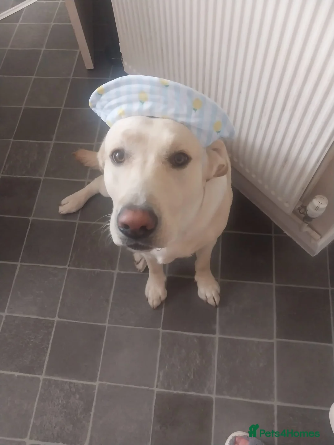 Labrador Retriever dogs for stud: Labrador Leo - Advert 2
