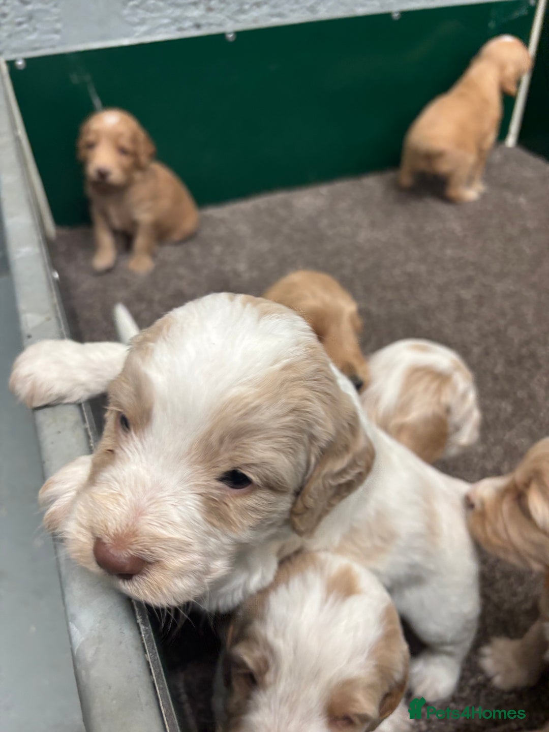 Cockapoo dogs for sale: F1 Cockapoo puppies. Health tested parents. - Image 16