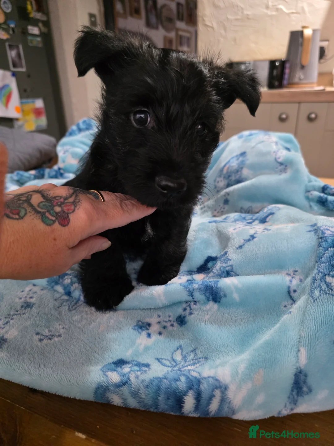 Mixed Breed dogs for sale: Scoland terrier  - Advert 10