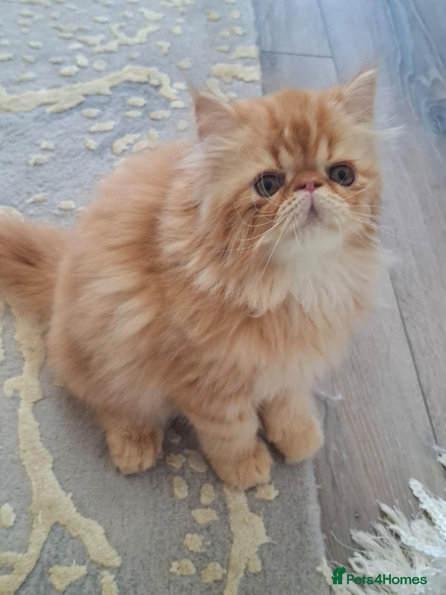 Persian cats GCCF Registered kittens for sale - Advert 1