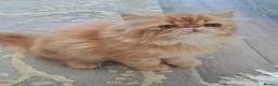 Persian cats for sale: GCCF Registered kittens for sale - Advert 4