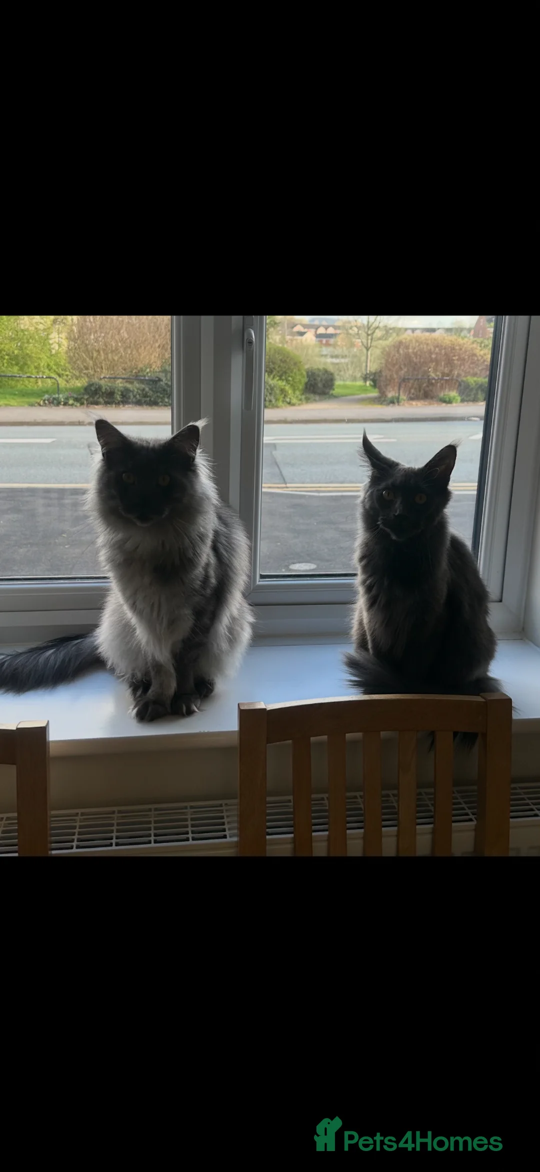 Maine Coon cats for sale: GCCF/Russian Champions BLUE SMOKE Kitten - Advert 2