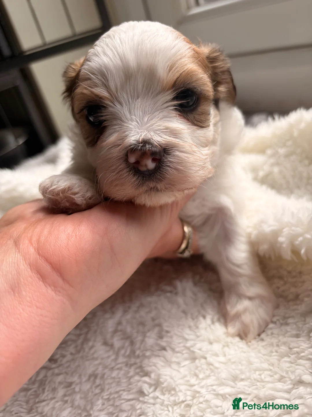 Lhasa Apso dogs for sale: Full pedigree Lhasa Apso puppies.  - Advert 2