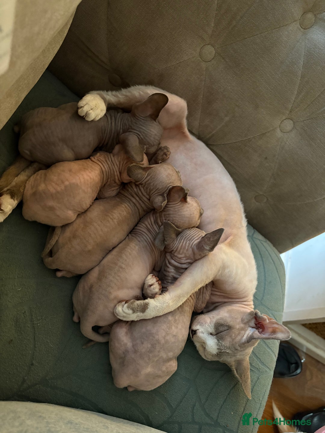 Sphynx cats for sale: 🖤 Sphynx Kittens for Sale – Ready August 🐾 - Image 23