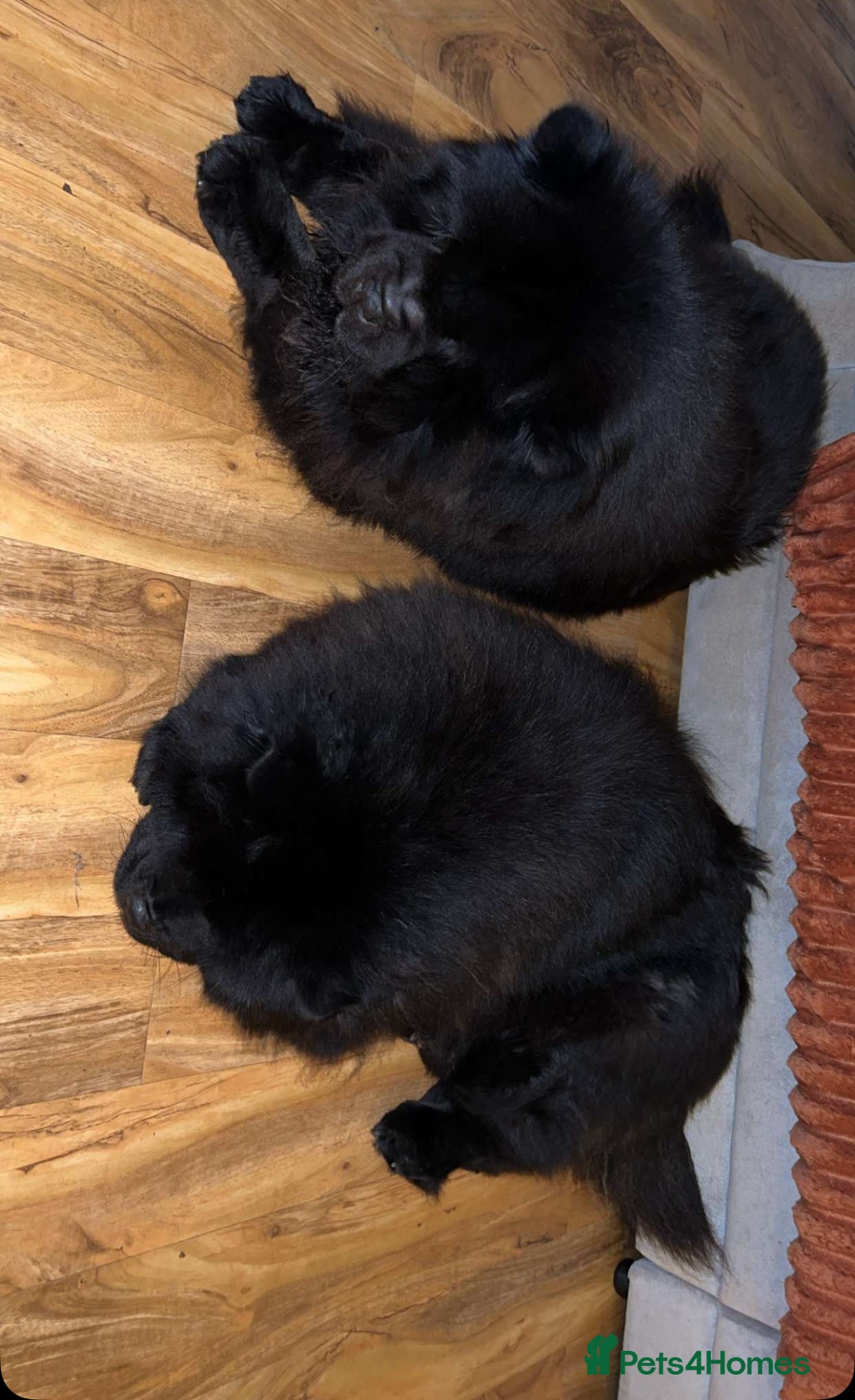 Chow Chow dogs for sale: Chow chow bitch  - Image 3