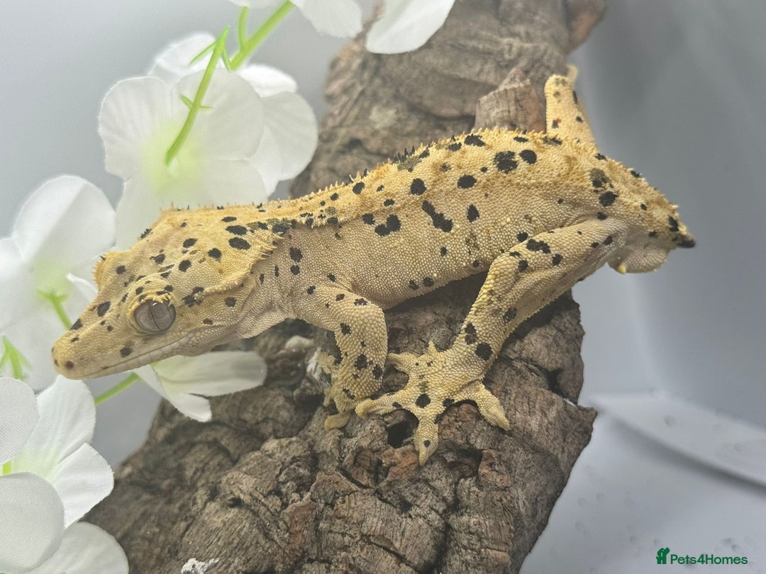 Gecko reptiles for sale: Geckos for sale.  - Image 17