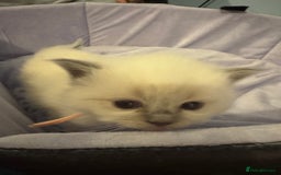 Ragdoll cats for sale: Three beautiful blue ragdoll kittens  - Image 24