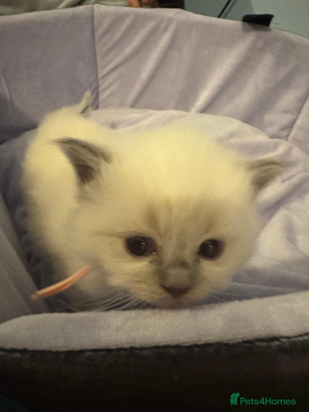 Ragdoll cats for sale: Three beautiful blue ragdoll kittens  - Image 24