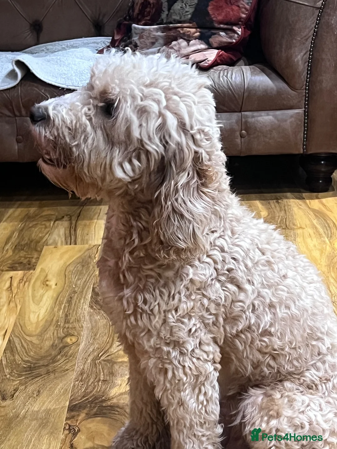 Cockapoo dogs for sale: 2 boys F1 available  - Advert 4