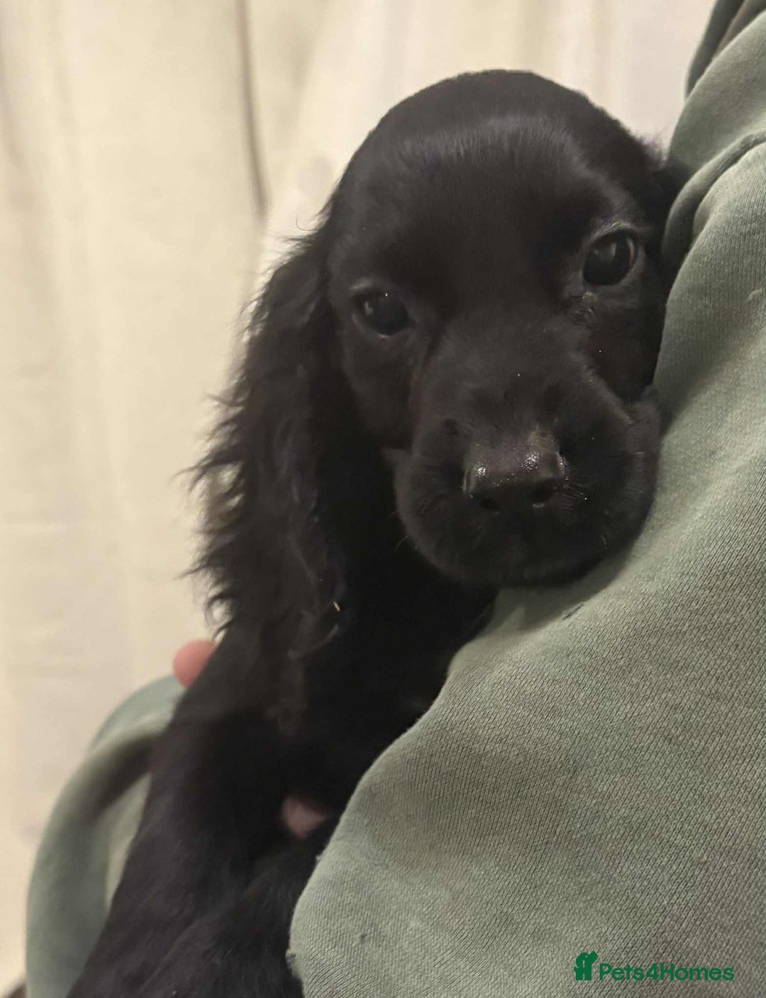 Cocker Spaniel dogs for sale: Beautiful Cocker Spaniel Puppies  - Advert 10