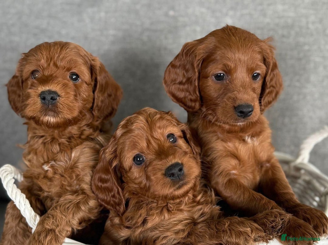 Cavapoo dogs for sale: Cavapoo puppies  - Advert 2