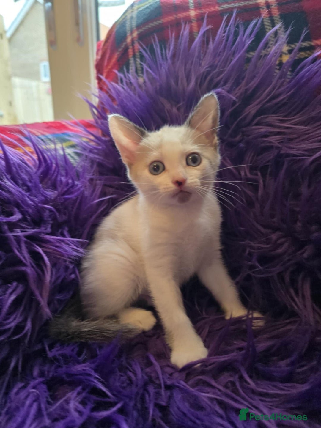 Mixed Breed cats for sale: Kittens  - Image 5
