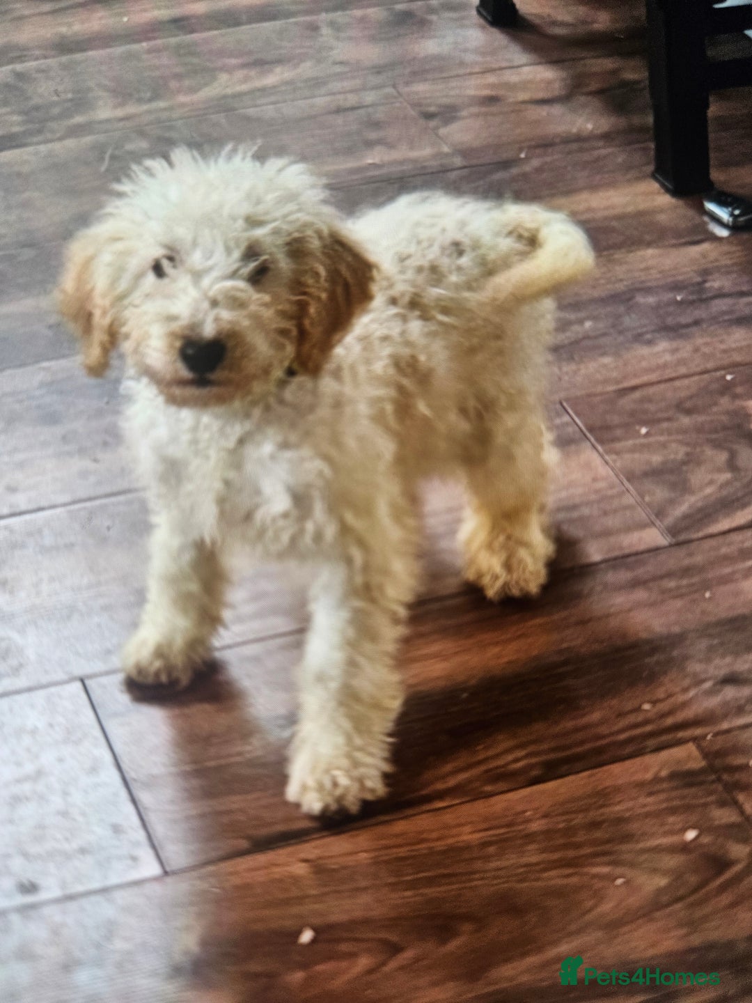 Cockapoo dogs for sale: Cockapoo - Advert 12