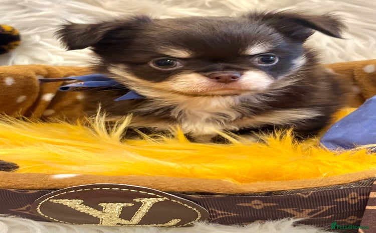 Chihuahua dogs - Advert 3