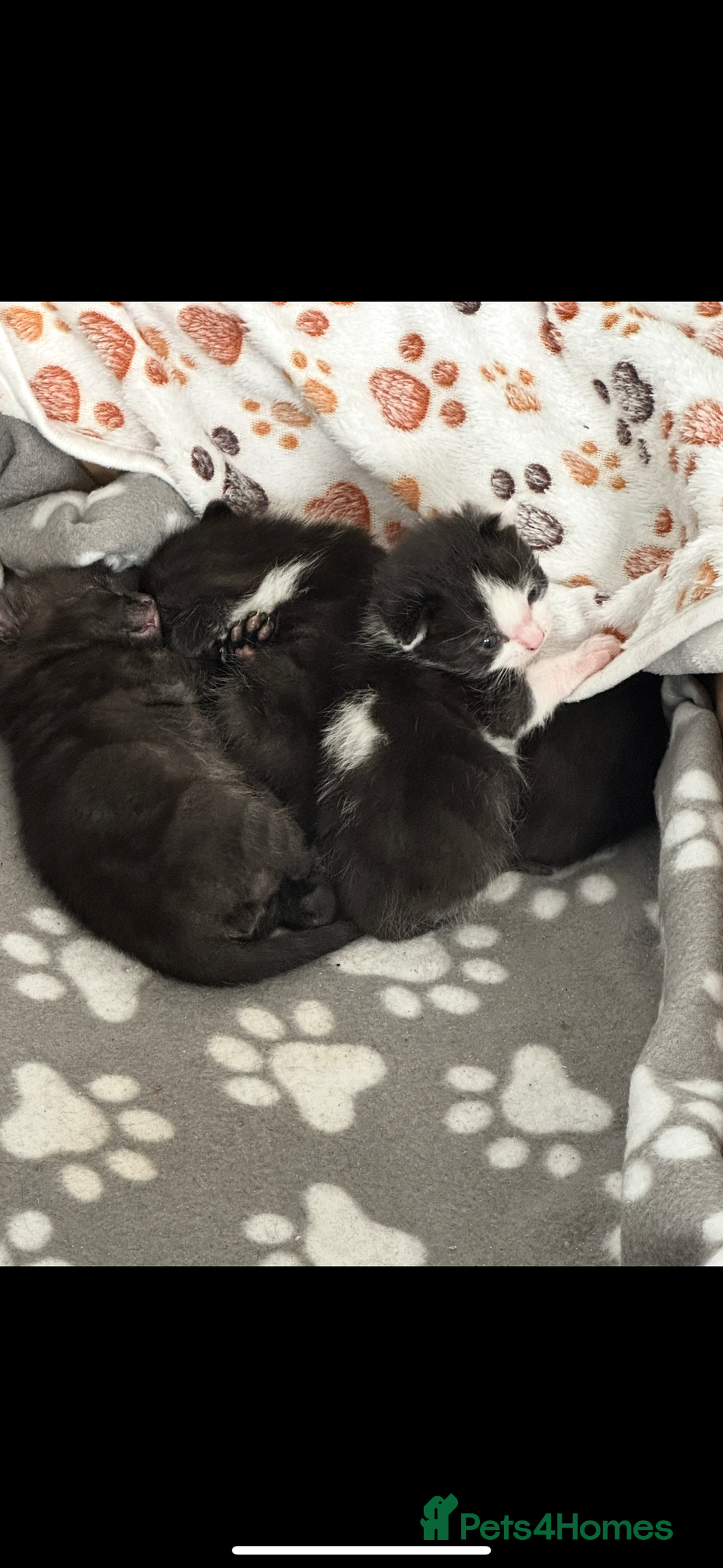 Mixed Breed cats for sale: Gorgeous kittens, 1 male, 1 female - Advert 10