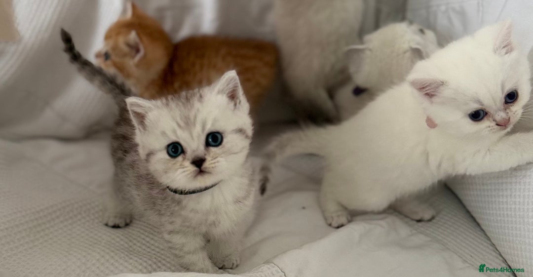 British Shorthair cats for sale: Gold and silver shaded GCCF kittens - Image 8