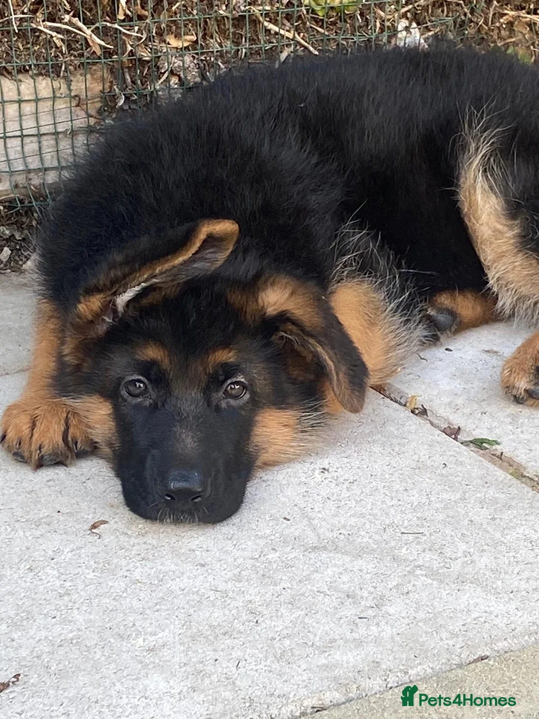 German Shepherd dogs for stud: KC REG FULLY HEALTH TESTED German Shepherd Stud in Macclesfield - Advert 21