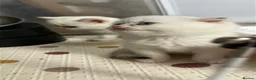 Scottish Fold cats for sale: Four Little Snowflakes with Unreal Blue Eyes  - Advert 37