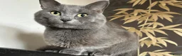 Mixed Breed cats for sale: Norwegian first cat X Russian Blue £200!! - Advert 2