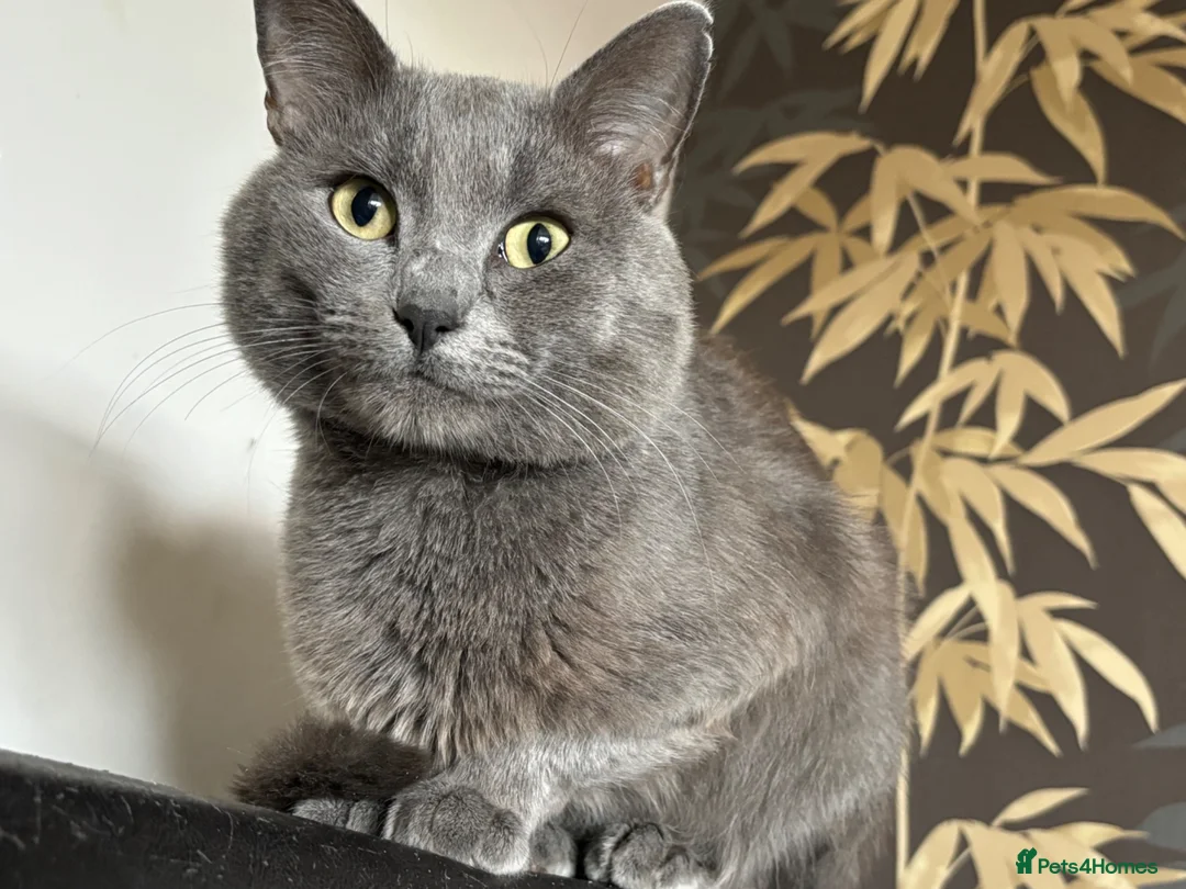 Mixed Breed cats for sale: Norwegian first cat X Russian Blue £200!! - Advert 2