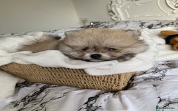 Pomeranian dogs for sale: Pomeranian  - Image 8