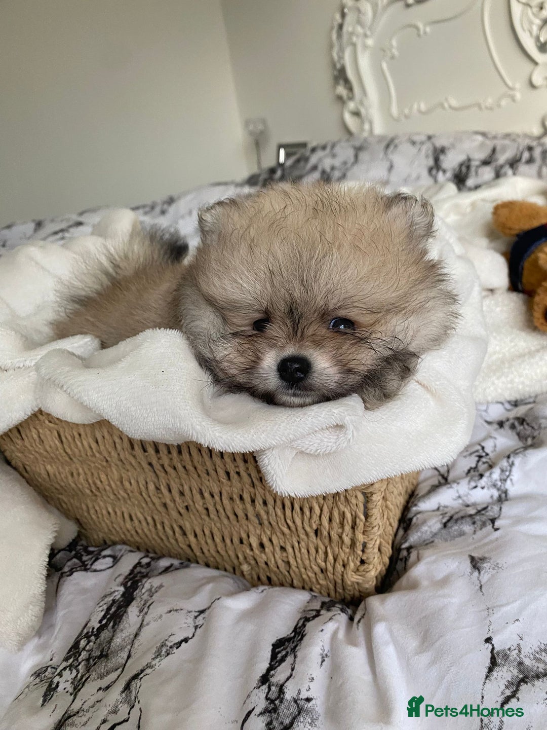 Pomeranian dogs for sale: Pomeranian  - Image 8