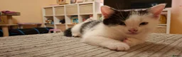 Mixed Breed cats for sale: 2 Kittens For Sale - Advert 4
