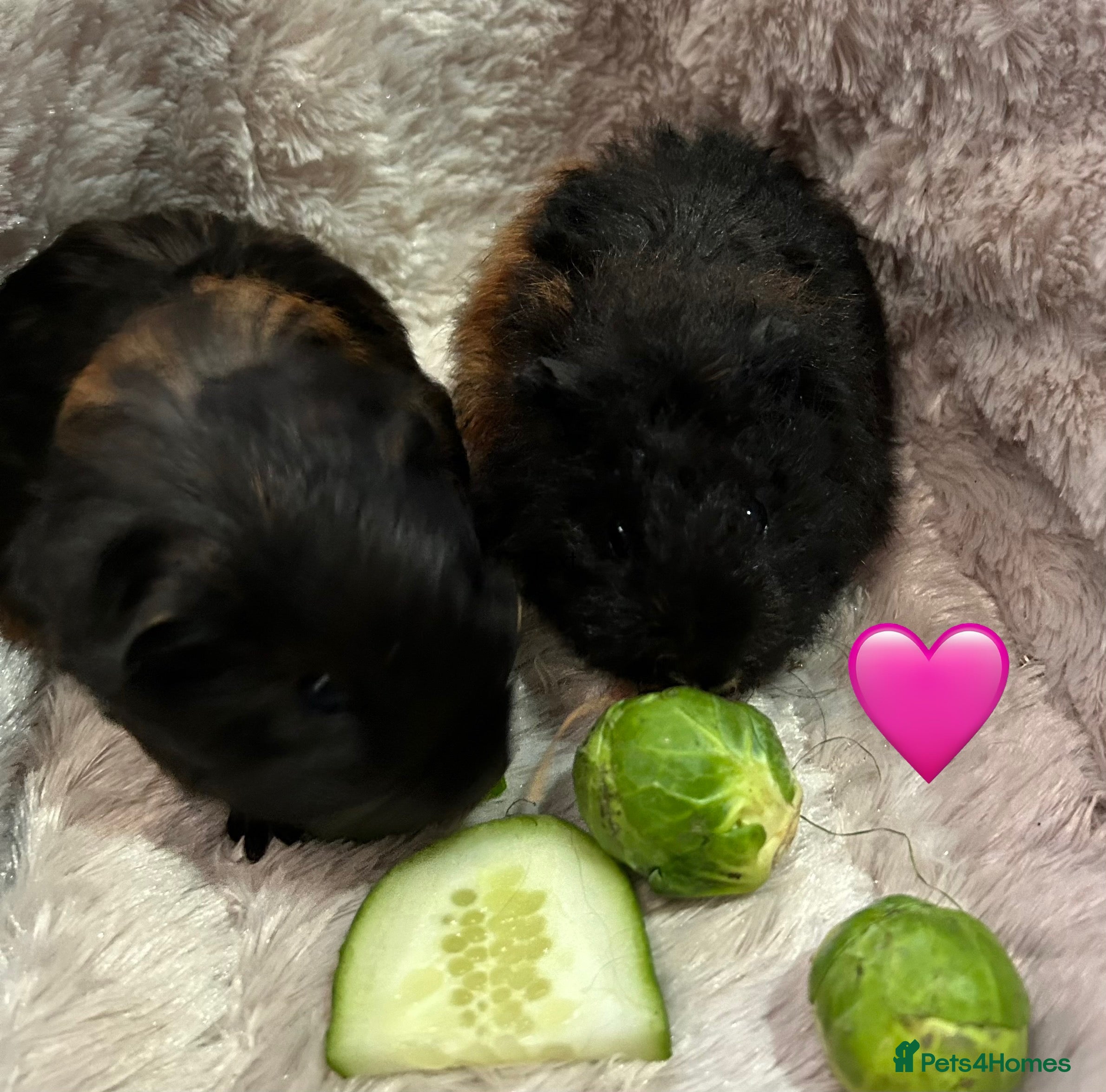 Guinea Pig rodents GORGEOUS BABY GUINEA PIGS - Advert 3